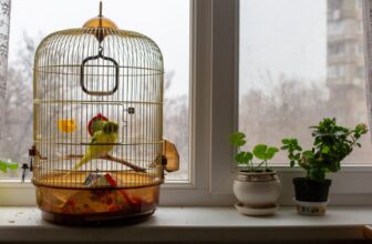 How Can You Create a Stimulating Environment for Indoor Birds?