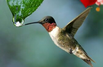 How Do You Keep Your Bird's Water Clean and Fresh?