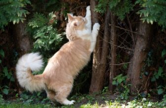 How Can You Find the Best Cat Trees for Small Spaces?