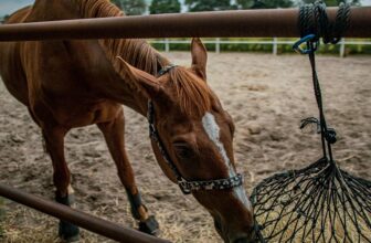 horse feeding and health