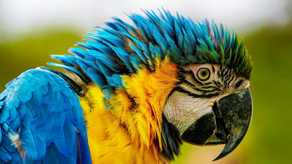 optimal habitat for pet bird