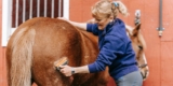 How Often Should You Replace Your Horse’s Grooming Tools?