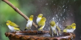 What Types of Bird Baths Are Best for Pet Birds?