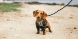 How Do You Pick the Best Collar and Leash for Your Dog’s Size and Breed?