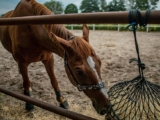 What Are the Best Practices for Feeding and Maintaining Horse Health?
